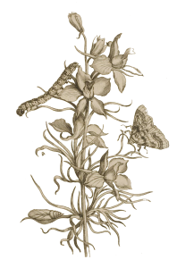 Chenille et papillon sur une fleur, dans les tons sépia, par Maria Sybilla Merian.